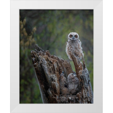 Great Horned Owlets White Modern Wood Framed Art Print by Galloimages Online