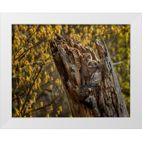 Great Horned Owlets 2 White Modern Wood Framed Art Print by Galloimages Online