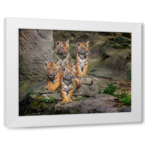 Malayan Tiger Cubs Oil Paint White Modern Wood Framed Art Print by Galloimages Online