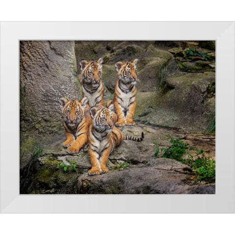 Malayan Tiger Cubs Oil Paint White Modern Wood Framed Art Print by Galloimages Online
