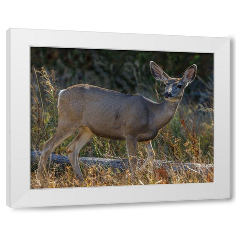 Mule Deer YNP White Modern Wood Framed Art Print by Galloimages Online