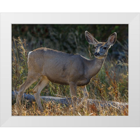 Mule Deer YNP White Modern Wood Framed Art Print by Galloimages Online