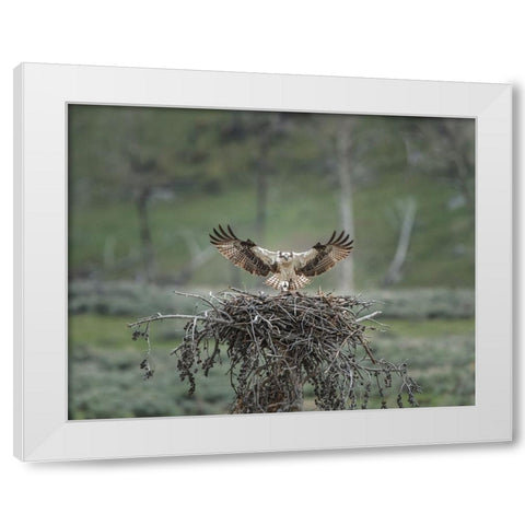 Osprey Lands on Nest With Chick White Modern Wood Framed Art Print by Galloimages Online