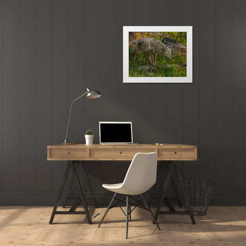 Stalking Coyote YNP White Modern Wood Framed Art Print by Galloimages Online