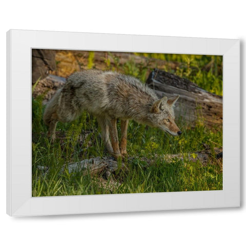 Stalking Coyote YNP White Modern Wood Framed Art Print by Galloimages Online