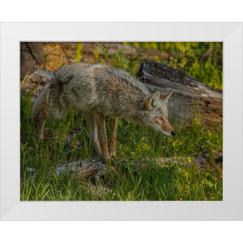 Stalking Coyote YNP White Modern Wood Framed Art Print by Galloimages Online