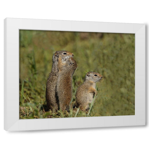 Uinta Ground Squirrel Baby Kisses Mom YNP White Modern Wood Framed Art Print by Galloimages Online
