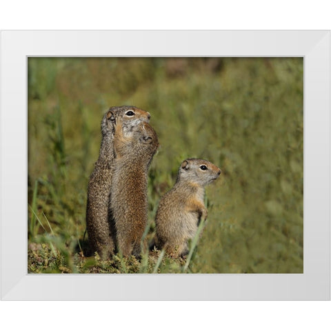 Uinta Ground Squirrel Baby Kisses Mom YNP White Modern Wood Framed Art Print by Galloimages Online