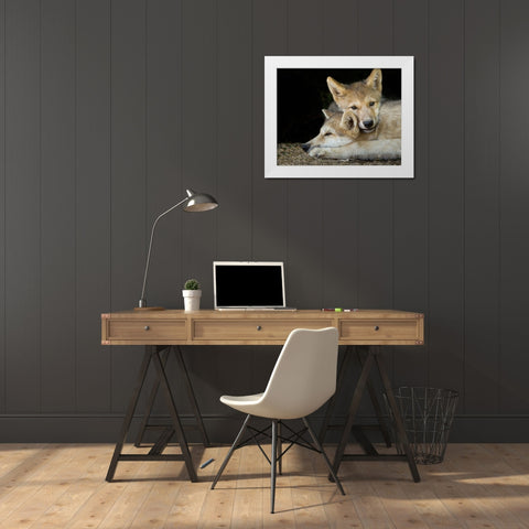 Wolf Pup Brothers White Modern Wood Framed Art Print by Galloimages Online