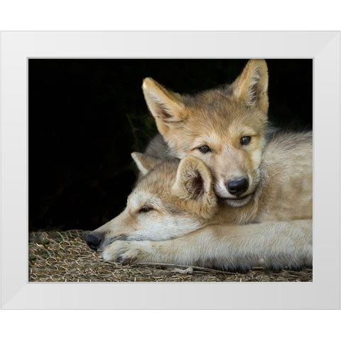 Wolf Pup Brothers White Modern Wood Framed Art Print by Galloimages Online