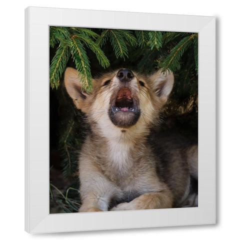 Wolf Pup Howls White Modern Wood Framed Art Print by Galloimages Online