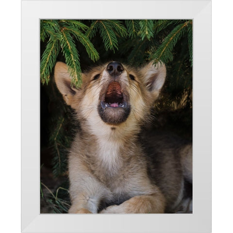 Wolf Pup Howls White Modern Wood Framed Art Print by Galloimages Online