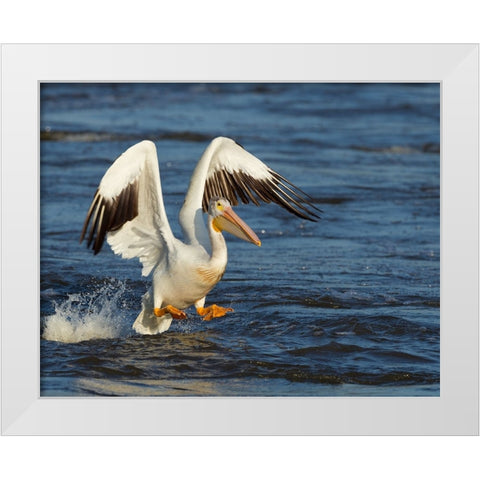 Pelican GIO White Modern Wood Framed Art Print by Galloimages Online