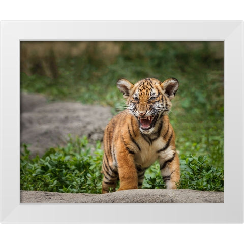 Acting Tough White Modern Wood Framed Art Print by Galloimages Online