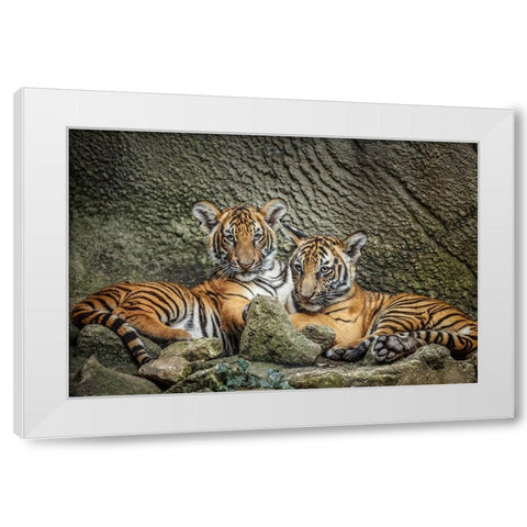 Brothers Twosome White Modern Wood Framed Art Print by Galloimages Online