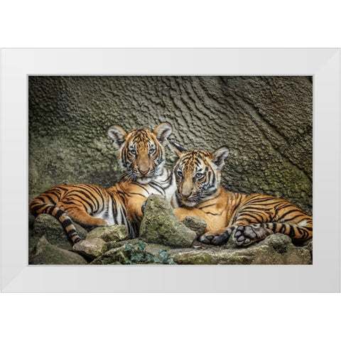 Brothers Twosome White Modern Wood Framed Art Print by Galloimages Online