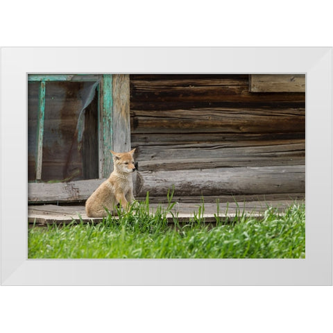 Coyote By Log Cabin Door White Modern Wood Framed Art Print by Galloimages Online