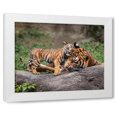 Malayan Tiger Cub: Priceless White Modern Wood Framed Art Print by Galloimages Online