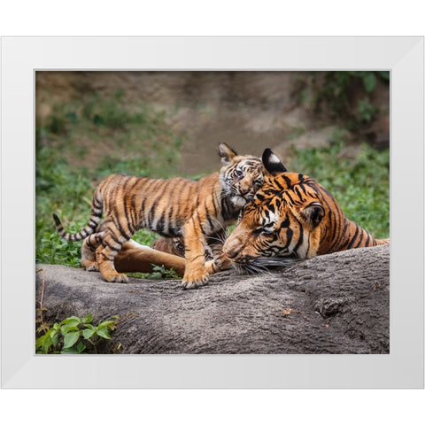 Malayan Tiger Cub: Priceless White Modern Wood Framed Art Print by Galloimages Online