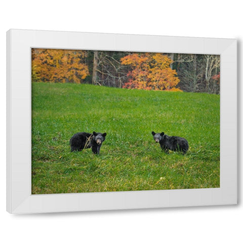 Black Bear Cubs White Modern Wood Framed Art Print by Galloimages Online