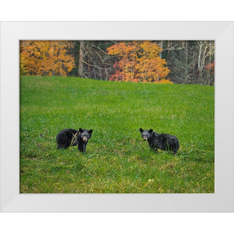 Black Bear Cubs White Modern Wood Framed Art Print by Galloimages Online