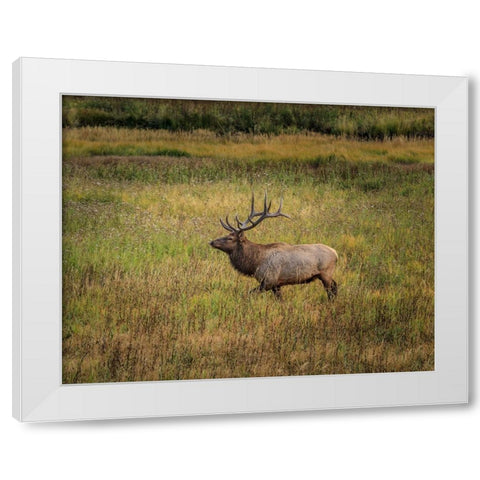 Bull Elk Yellowstone White Modern Wood Framed Art Print by Galloimages Online