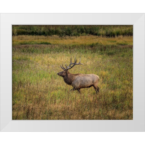 Bull Elk Yellowstone White Modern Wood Framed Art Print by Galloimages Online