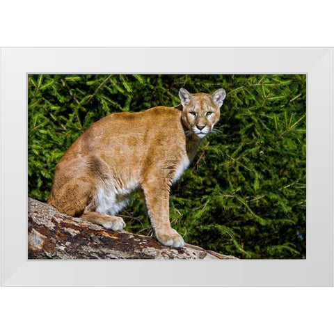 Cougar White Modern Wood Framed Art Print by Galloimages Online