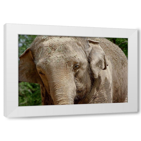 Elephant White Modern Wood Framed Art Print by Galloimages Online