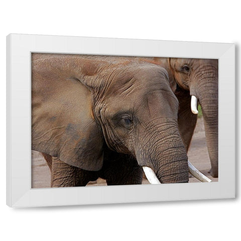 Elephants 2 White Modern Wood Framed Art Print by Galloimages Online
