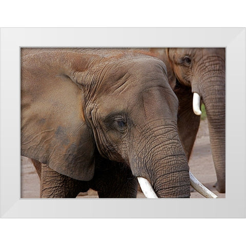 Elephants 2 White Modern Wood Framed Art Print by Galloimages Online