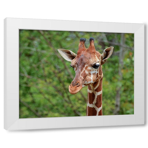 Giraffe White Modern Wood Framed Art Print by Galloimages Online
