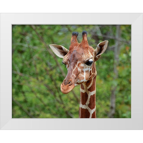 Giraffe White Modern Wood Framed Art Print by Galloimages Online