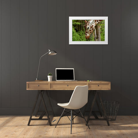 Giraffe 2 White Modern Wood Framed Art Print by Galloimages Online