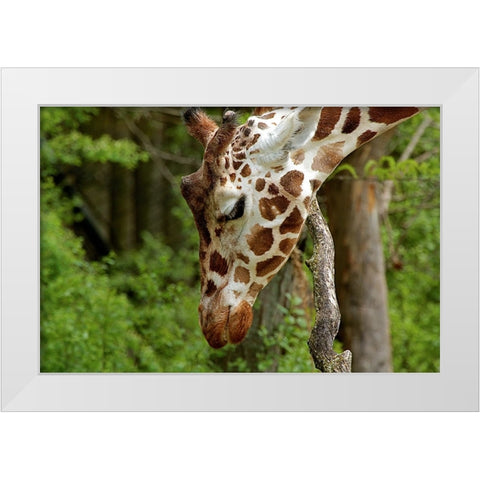Giraffe 2 White Modern Wood Framed Art Print by Galloimages Online