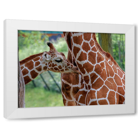 Giraffe And Calf White Modern Wood Framed Art Print by Galloimages Online