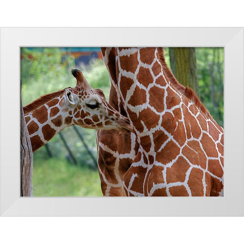 Giraffe And Calf White Modern Wood Framed Art Print by Galloimages Online