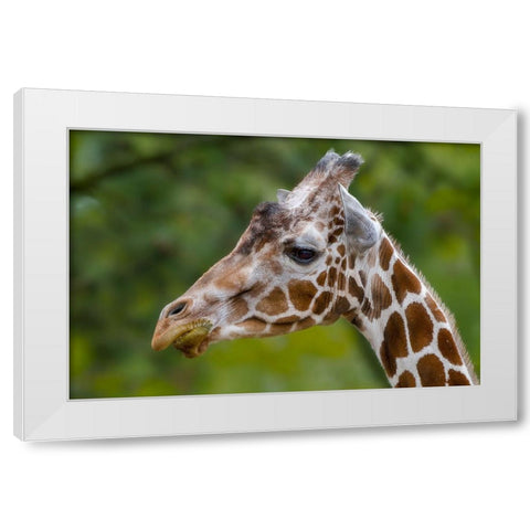 Giraffe Portrait White Modern Wood Framed Art Print by Galloimages Online