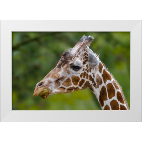 Giraffe Portrait White Modern Wood Framed Art Print by Galloimages Online