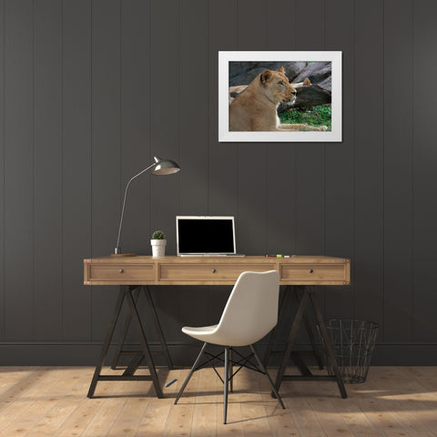 Lioness White Modern Wood Framed Art Print by Galloimages Online