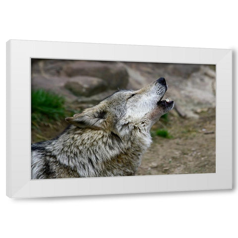 Mexican Wolf White Modern Wood Framed Art Print by Galloimages Online