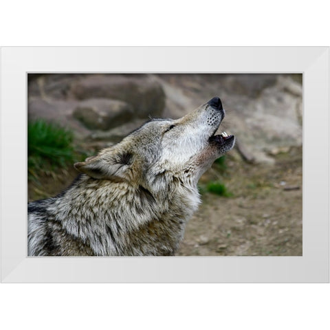Mexican Wolf White Modern Wood Framed Art Print by Galloimages Online