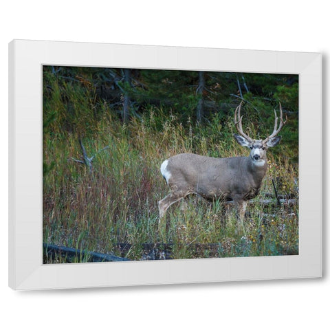 Mule Deer Buck White Modern Wood Framed Art Print by Galloimages Online
