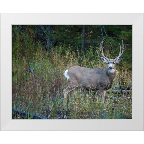 Mule Deer Buck White Modern Wood Framed Art Print by Galloimages Online