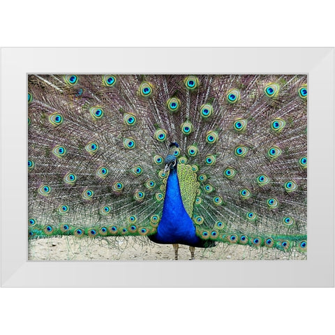 Peacock 1 White Modern Wood Framed Art Print by Galloimages Online