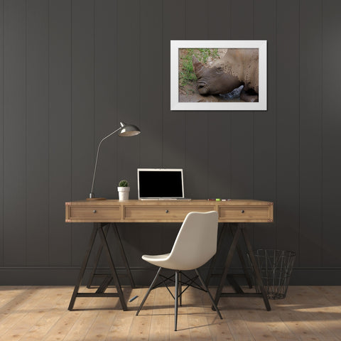 Rhino White Modern Wood Framed Art Print by Galloimages Online
