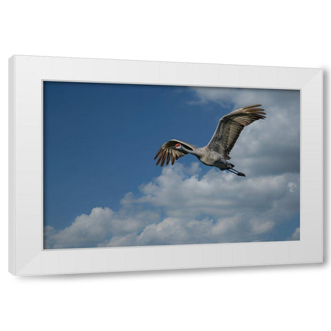 Sandhill Crane In Flight White Modern Wood Framed Art Print by Galloimages Online