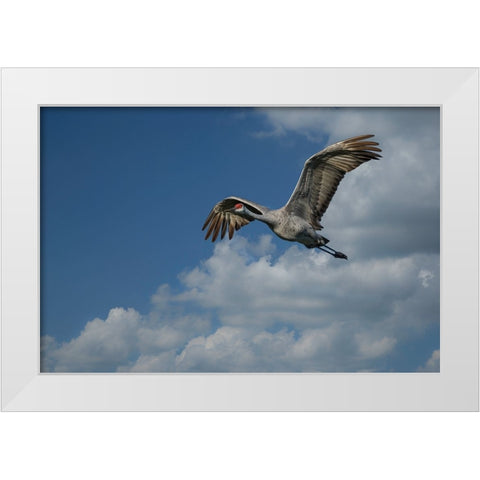 Sandhill Crane In Flight White Modern Wood Framed Art Print by Galloimages Online