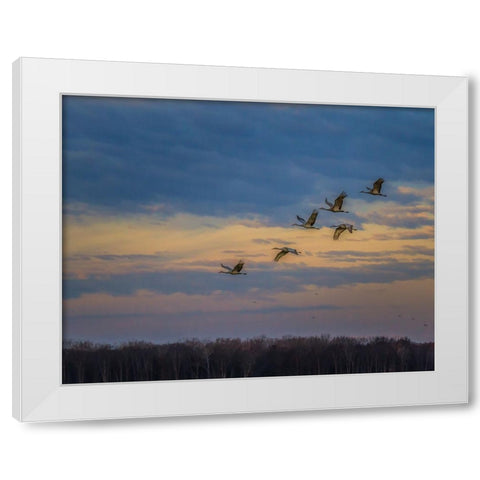Sandhill Cranes At Sunrise White Modern Wood Framed Art Print by Galloimages Online