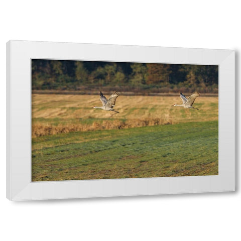 Sandhills Take Flight White Modern Wood Framed Art Print by Galloimages Online